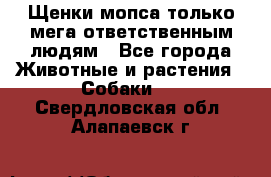 Щенки мопса только мега-ответственным людям - Все города Животные и растения » Собаки   . Свердловская обл.,Алапаевск г.